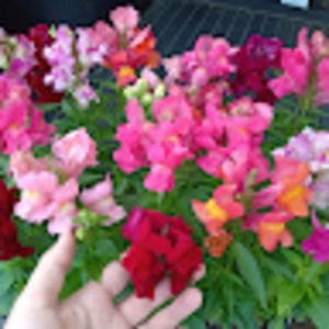 Meet your Posher, Katrine